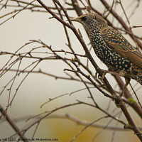 Buy canvas prints of Winter Starling by Danny Hill