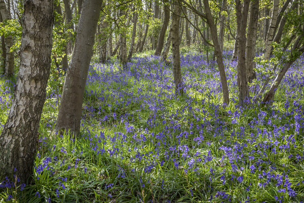 Bluebells Picture Board by David Hare