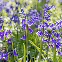 Buy canvas prints of Bluebells by David Hare
