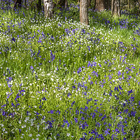 Buy canvas prints of Woodland Flora by David Hare