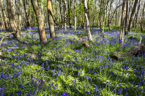 Carpet of Bluebells Picture Board by David Hare