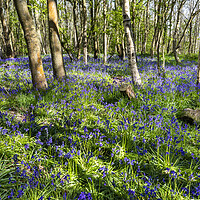 Buy canvas prints of Carpet of Bluebells by David Hare