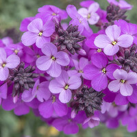 Buy canvas prints of Small Purple Flowers by David Hare