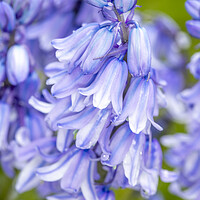 Buy canvas prints of Blue Blue Bluebells by David Hare