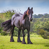 Buy canvas prints of Black Horse by David Hare