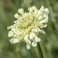 Buy canvas prints of Scabiosa columbaria by David Hare