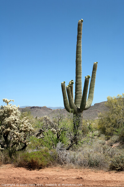 Saguaro Cactus Picture Board by David Hare