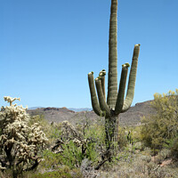 Buy canvas prints of Saguaro Cactus by David Hare