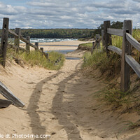 Buy canvas prints of Beach Path by David Hare