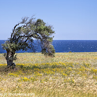 Buy canvas prints of Single Cypriot Tree by David Hare