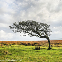 Buy canvas prints of Single tree on Dartmoor by David Hare