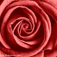 Buy canvas prints of Red Rose by David Hare