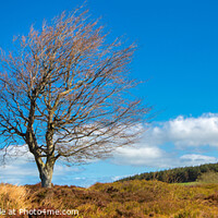 Buy canvas prints of Single peak District tree by David Hare