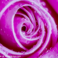 Buy canvas prints of Pink Rose by David Hare