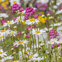 Buy canvas prints of  Wild Daisies by David Hare