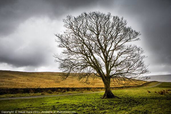 Cumbrian tree Picture Board by David Hare