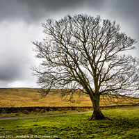 Buy canvas prints of Cumbrian tree by David Hare