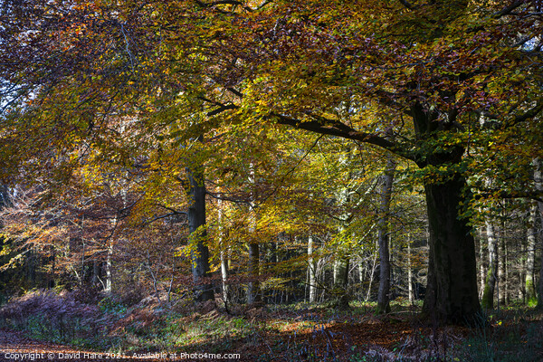 Autumnal woodland Picture Board by David Hare