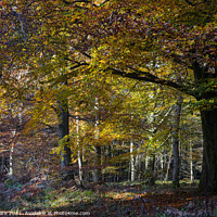 Buy canvas prints of Autumnal woodland by David Hare
