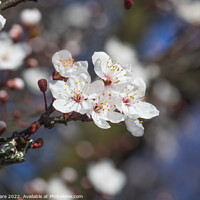 Buy canvas prints of Spring Blossoms by David Hare