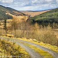 Buy canvas prints of Scottish tracks and forests by David Hare