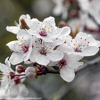 Buy canvas prints of Spring Blossom by David Hare