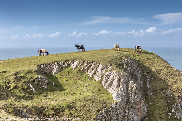 Rhossili Bay Horses Picture Board by David Hare