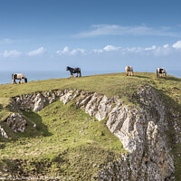 Buy canvas prints of Rhossili Bay Horses by David Hare