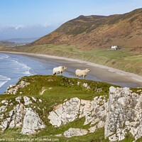 Buy canvas prints of Rhossili Sheep by David Hare