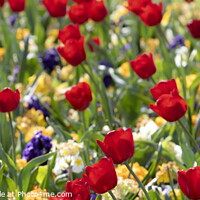 Buy canvas prints of Tulips by David Hare