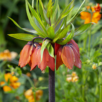 Buy canvas prints of  Fritillaria imperialis by David Hare