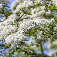 Buy canvas prints of White Spring Blossom by David Hare