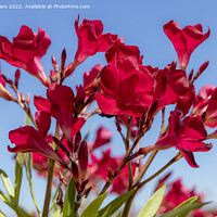 Buy canvas prints of Red Flowers by David Hare