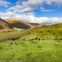 Buy canvas prints of Lake District Sheep by David Hare