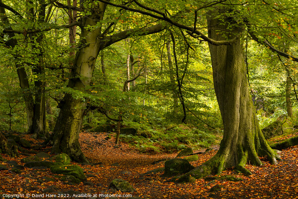 Padley Gorge Woodland Picture Board by David Hare
