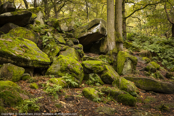 Padley Gorge Rocks Picture Board by David Hare