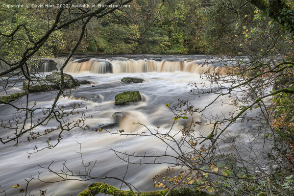 Aysgarth Falls, Yorkshire Picture Board by David Hare