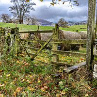 Buy canvas prints of Matterdale Gate by David Hare