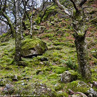 Buy canvas prints of Borrowdale Mossy Woodland by David Hare