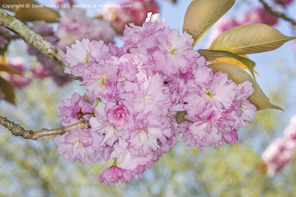 Pink Spring Blossom Picture Board by David Hare