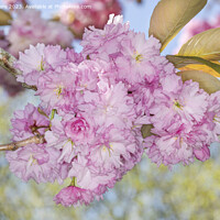 Buy canvas prints of Pink Spring Blossom by David Hare