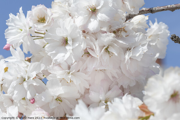 White Blossoms Picture Board by David Hare