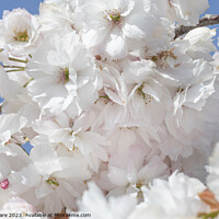 Buy canvas prints of White Blossoms by David Hare