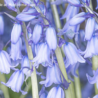 Buy canvas prints of Spring Bluebells by David Hare