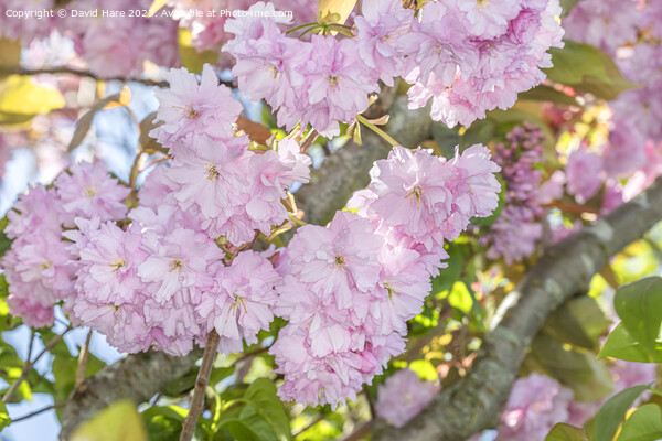 Blossom in sunshine Picture Board by David Hare