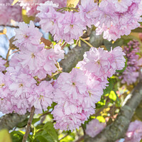 Buy canvas prints of Blossom in sunshine by David Hare