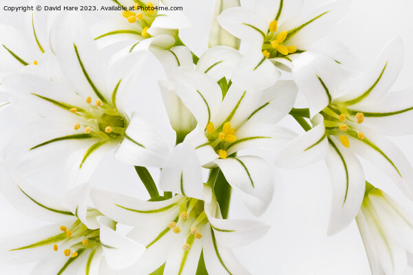 White Flowers Picture Board by David Hare