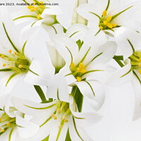 Buy canvas prints of White Flowers by David Hare