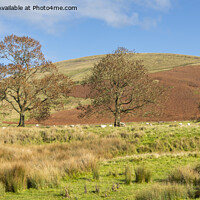 Buy canvas prints of Pendle Hill by David Hare