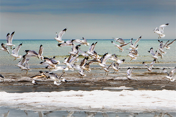 Gulls in Flight Picture Board by David Hare